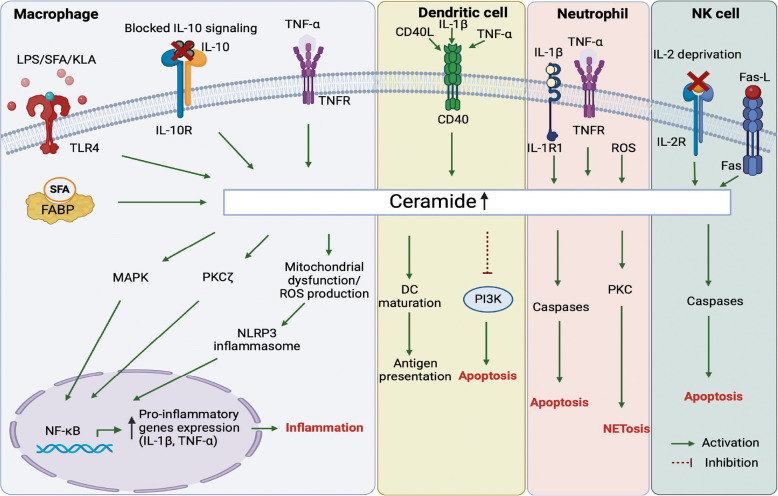 Ceramide signaling in immunity: a molecular perspective.