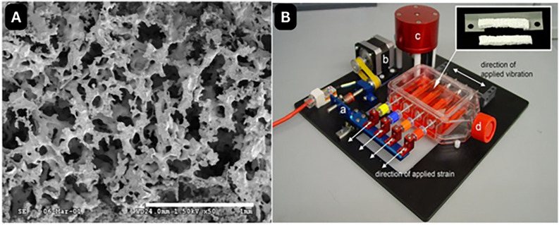Early fiber development in human vocal folds: An in vitro pilot study.