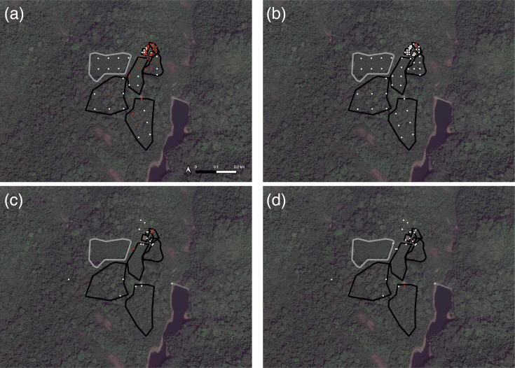 Distribution and prevalence of <i>Sarcina troglodytae</i> in chimpanzees and the environment throughout Africa.
