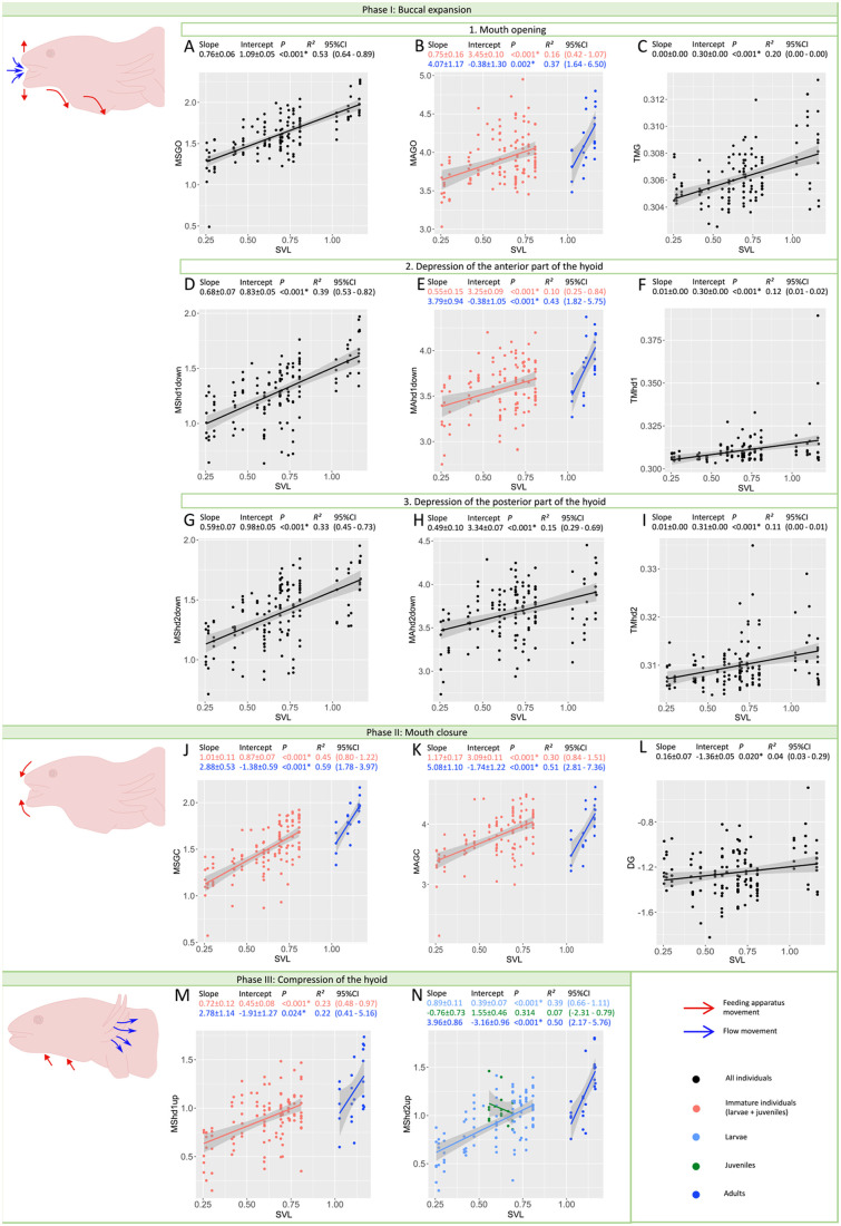 The impact of size and ontogeny on suction feeding kinematics in the axolotl (Ambystoma mexicanum).