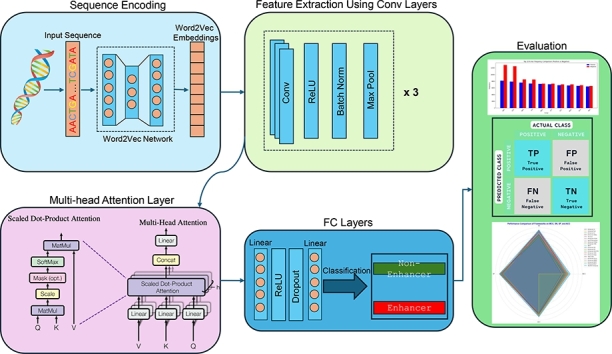 AttnW2V-Enhancer: Leveraging attention and Word2Vec for enhanced enhancer prediction.