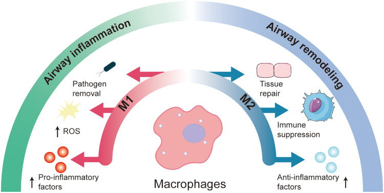 Reactive Oxygen Species in Asthma: Regulators of Macrophage Polarization and Therapeutic Implications: A Narrative Review.