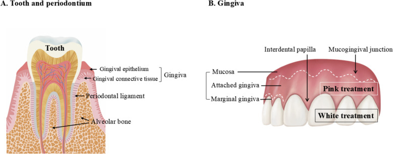 Pink esthetic treatment of gingival recession, black triangle, and gummy smile: a narrative review.