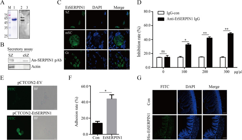 EtSERPIN1 binding with chicken ANXA2 is essential for Eimeria tenella attachment and invasion process.
