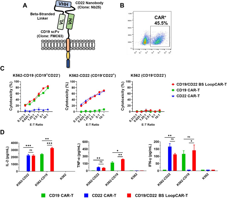 Novel Loop-Structure-Based CD19/CD22 Dual-Target CAR-T Therapy for High-Risk Diffuse Large B-Cell Lymphoma Presenting with Hemophagocytic Lymphohistiocytosis: A Case Report.