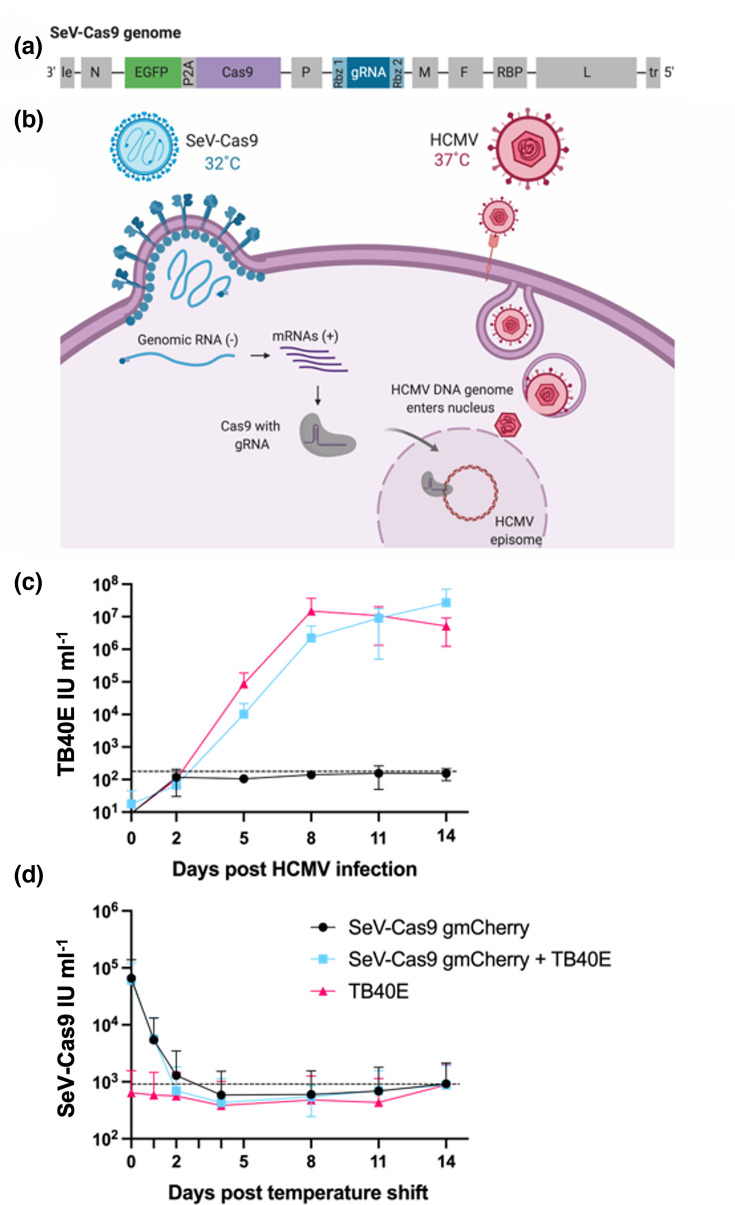 Precision engineering of human cytomegalovirus without BAC constraints: a Sendai virus-delivered CRISPR/Cas9 approach.
