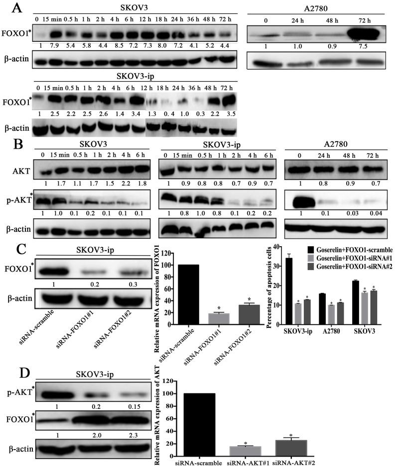 [Corrigendum] Goserelin promotes the apoptosis of epithelial ovarian cancer cells by upregulating forkhead box O1 through the PI3K/AKT signaling pathway.