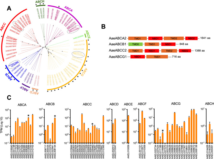 ABC transporters knockout in Aedes aegypti induces upregulation of paralogous genes, avoiding resistance development to Bacillus thuringiensis Cry toxins.