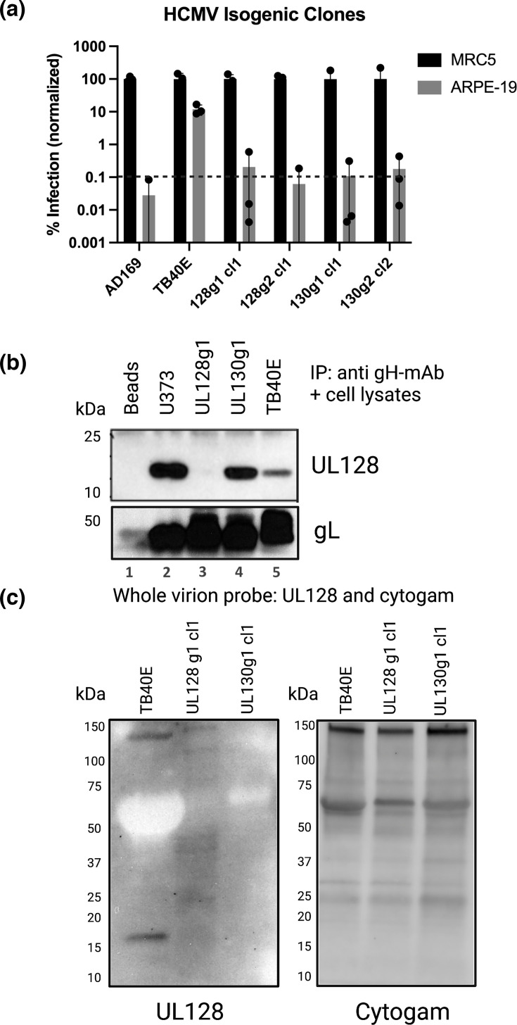 Precision engineering of human cytomegalovirus without BAC constraints: a Sendai virus-delivered CRISPR/Cas9 approach.