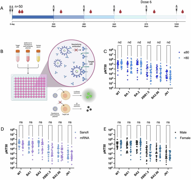 Age-associated defect in ADCC response to COVID-19 vaccine.