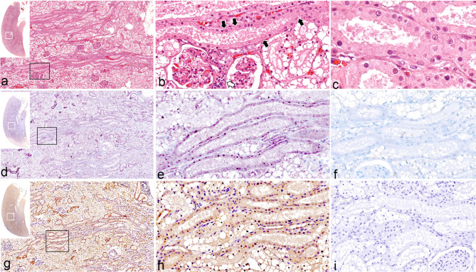 Pathological alteration and caspase-dependent activity of feline kidneys in natural infection of feline morbillivirus.