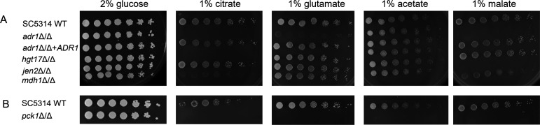 Control of citrate utilization by <i>Candida albicans</i> Adr1.