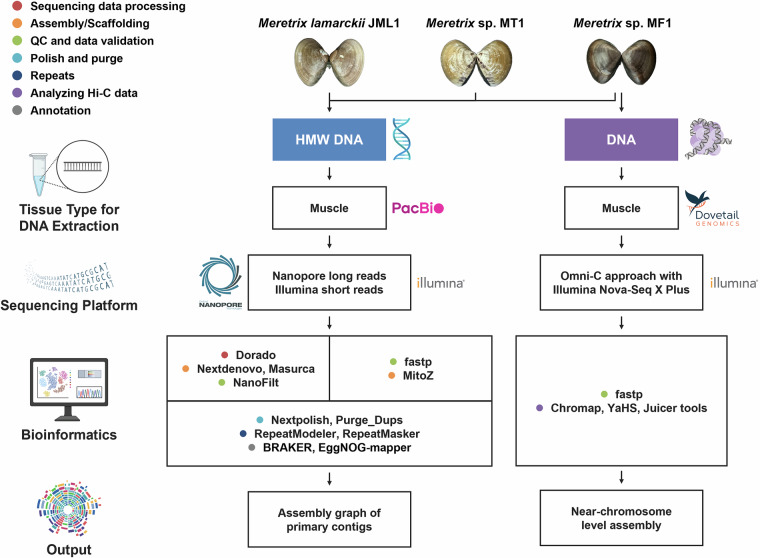 High-quality chromosome-level genome of three Meretrix species using Nanopore and Hi-C technologies.
