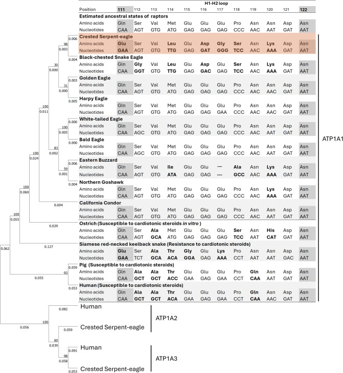 Evolutionary insights into Na<sup>+</sup>/K<sup>+</sup>-ATPase-mediated toxin resistance in the Crested Serpent-eagle preying on introduced cane toads in Okinawa, Japan.
