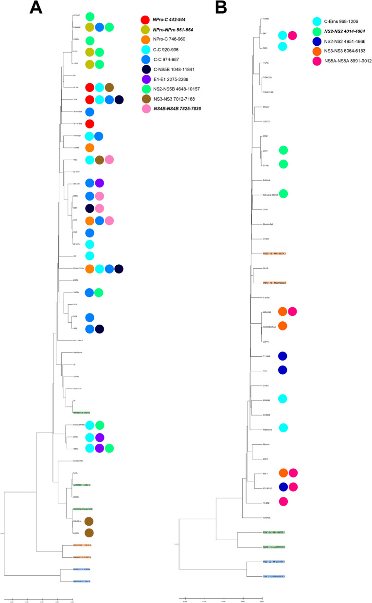 Deletion viral genome diversity among bovine viral diarrhea virus (BVDV) 1a and 1b strains.