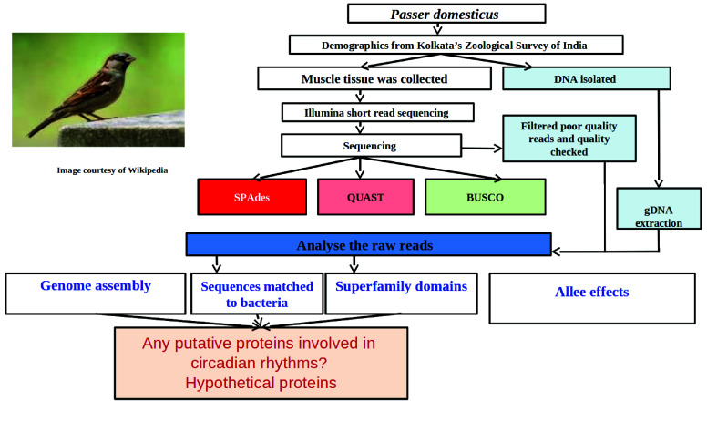 Whole genome sequencing and assembly of the house sparrow, <i>Passer domesticus</i>.