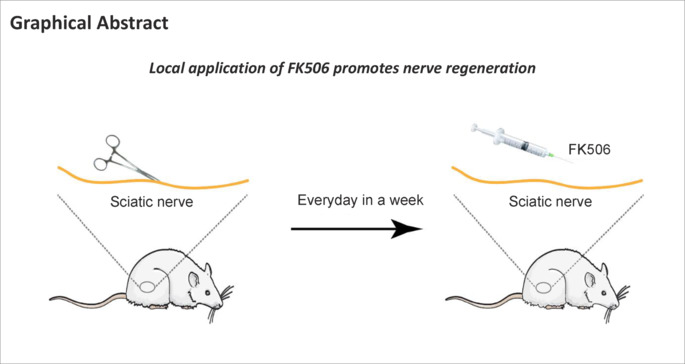 FK506 contributes to peripheral nerve regeneration by inhibiting neuroinflammatory responses and promoting neuron survival.