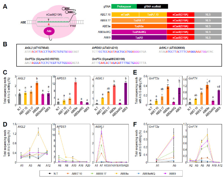 Identification of optimal adenine and cytosine base editors for genome editing in Arabidopsis and soybean.