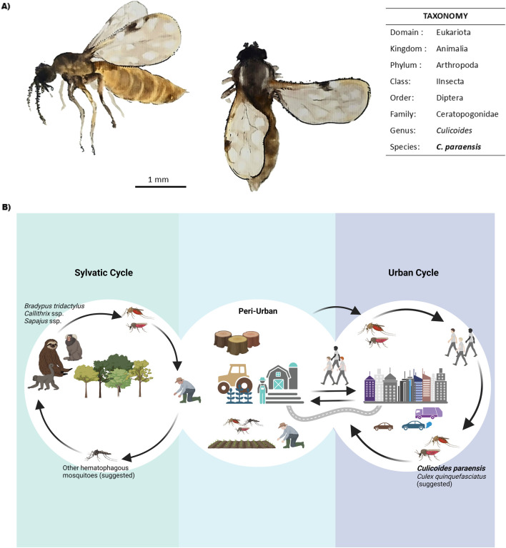 Insights into the expansion of Oropouche virus in Brazil: epidemiological and environmental aspects.