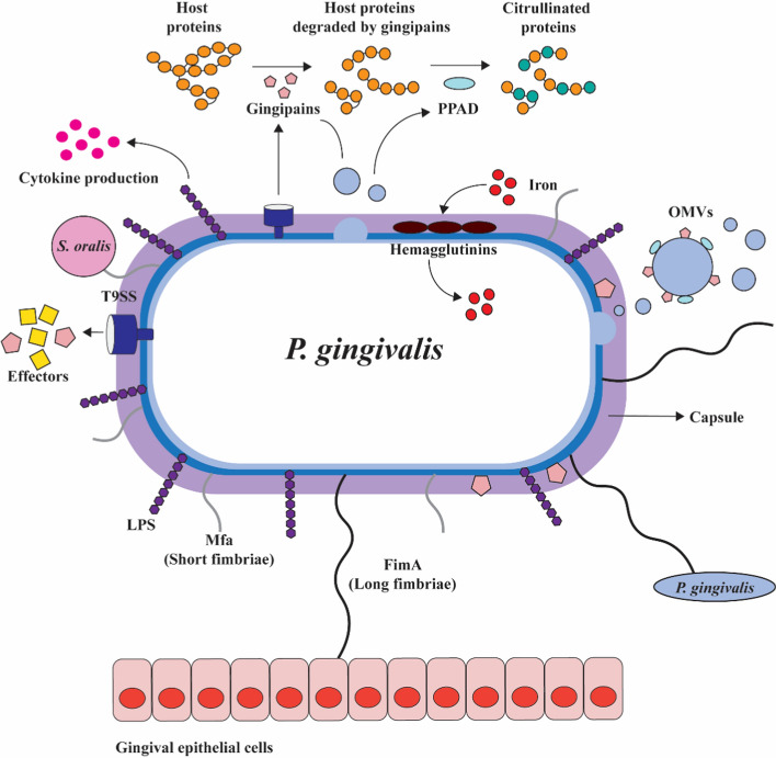 Biofilms and oral health: nanotechnology for biofilm control.