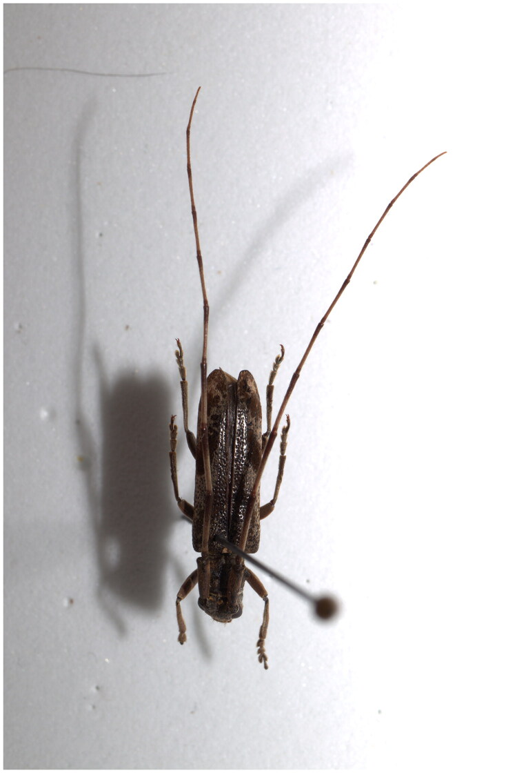 The complete mitochondrial genome of <i>Uraecha angusta</i> Pascoe, 1856 (Coleoptera: Cerambycidae) and its phylogenetic analyses.