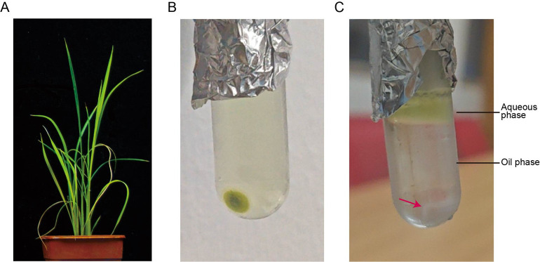 Virus Isolation and Rice Protoplast Infection.