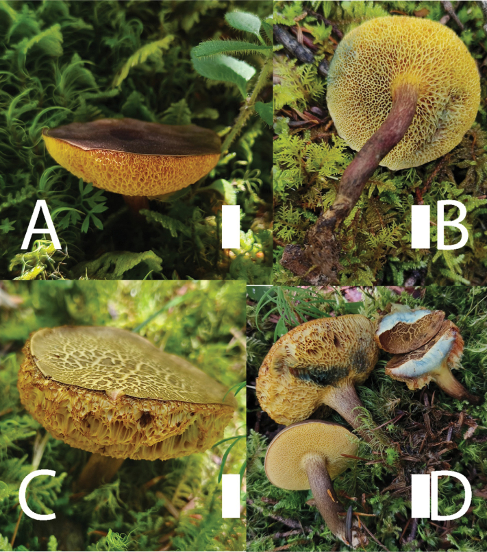﻿<i>Pseudobaorangia</i> (Boletaceae, Boletales), a new genus for <i>Boletuslakhanpalii</i>.