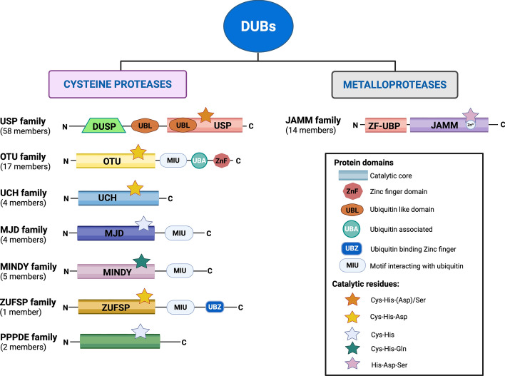 AKT and DUBs: a bidirectional relationship.