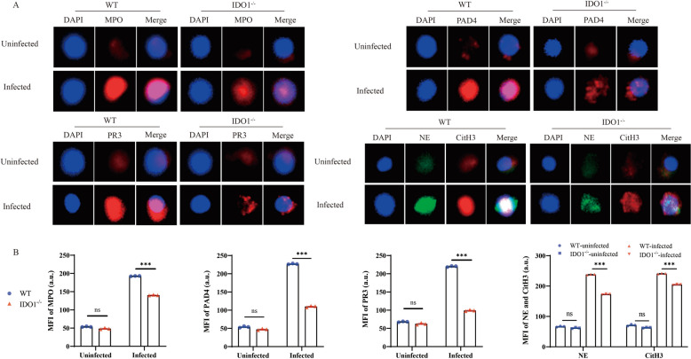IDO1 promotes Echinococcus multilocularis infection by regulating the formation of neutrophil extracellular traps.
