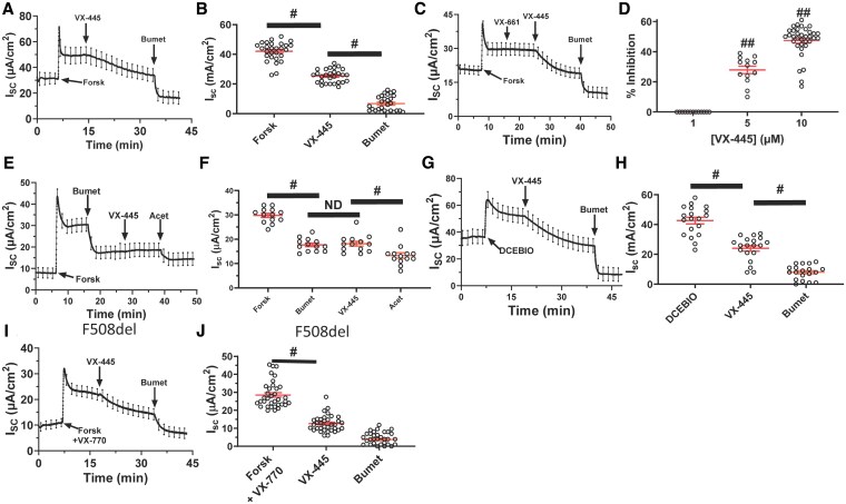 VX-445 (elexacaftor) inhibits chloride secretion across human bronchial epithelial cells by directly blocking KCa3.1 channels.