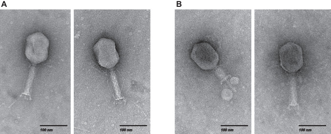 Isolation and characterisation of Klebsiella pneumoniae bacteriophages vB_Kpn_Lilla1 and vB_Kpn_Lilla2