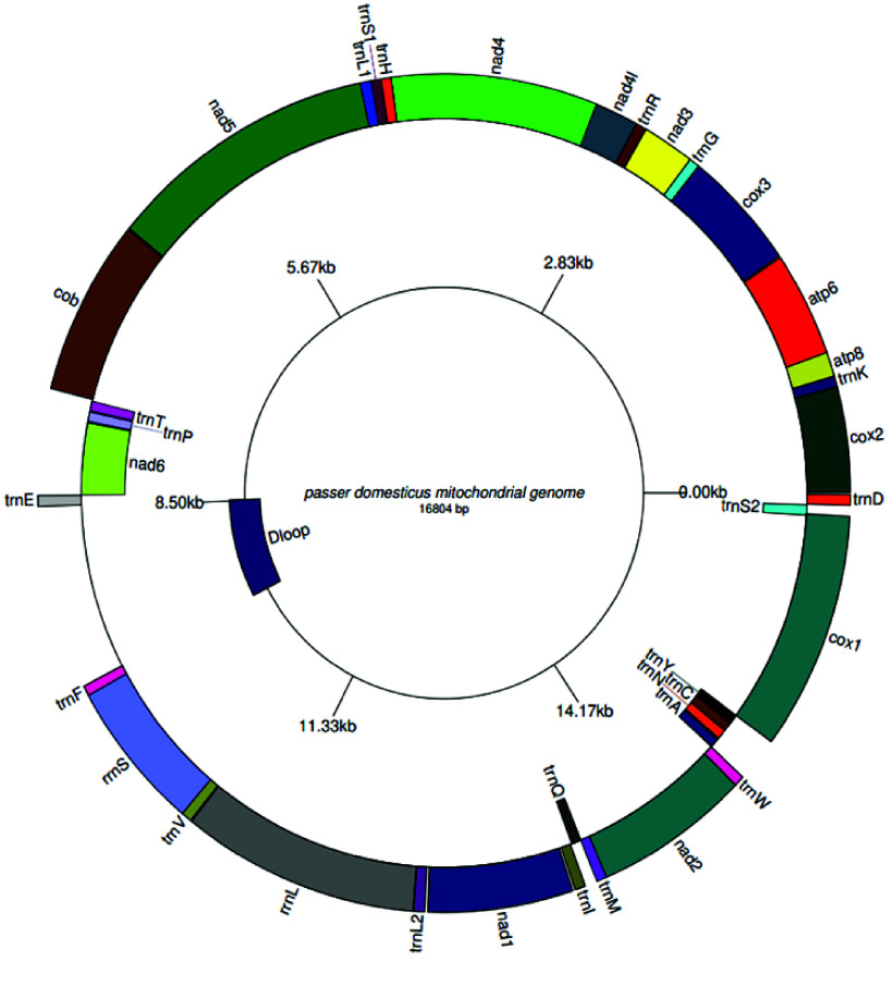 Whole genome sequencing and assembly of the house sparrow, <i>Passer domesticus</i>.