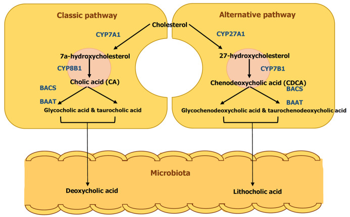 New hope in treating progressive familial intrahepatic cholestasis in children.
