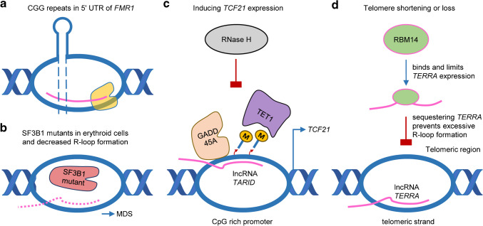 The relevance of RNA-DNA interactions as regulators of physiological functions.