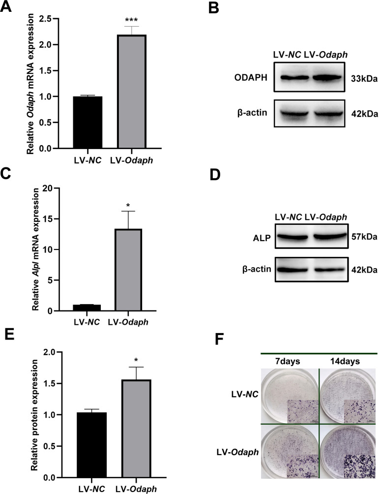 Odontogenesis-associated phosphoprotein (ODAPH) Promotes Ameloblast adhesion and alkaline phosphatase (ALP) expression via LAMC2/ ITGB6/TGF-β1 signaling pathway.