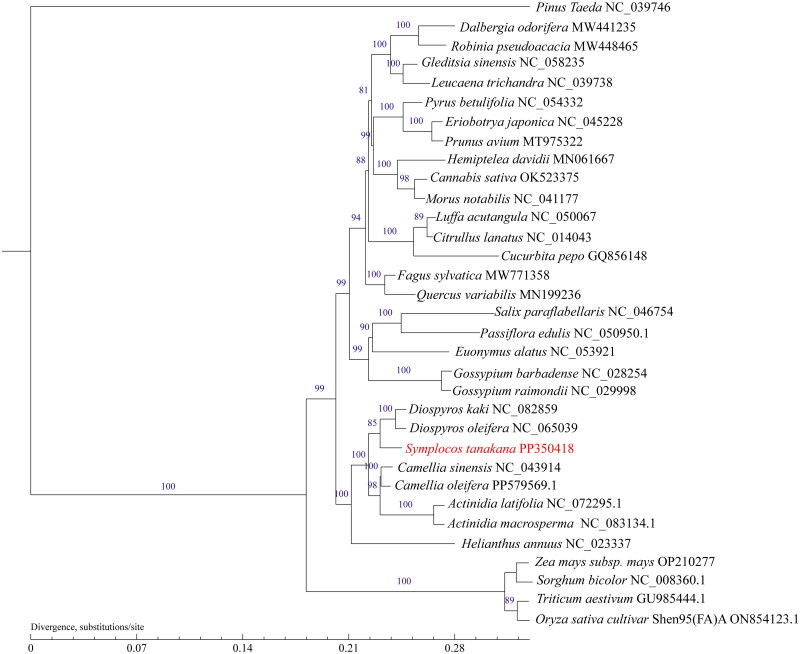 The complete mitochondrial genome of <i>Symplocos tanakana</i>.