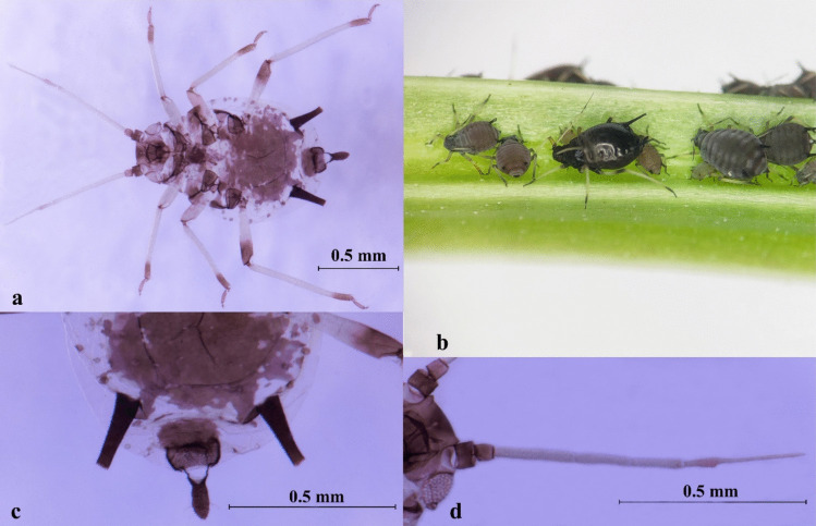 Investigating the Citrus Aphid Species in Zhejiang, China: Morphometric Analysis and Genetic Distinctions.