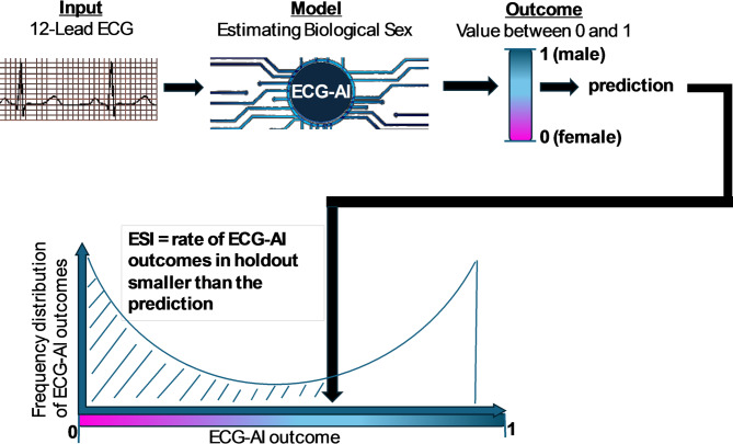 Electrocardiographic sex index: a continuous representation of sex.