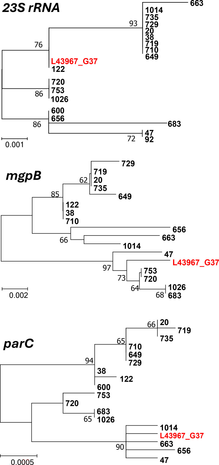 Factors that contribute to the success of primary isolation of <i>Mycoplasma genitalium</i> from clinical samples.