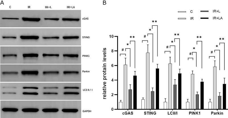 Levosimendan alleviates myocardial ischemia-reperfusion injury by regulating mitochondrial autophagy through cGAS-STING signaling pathway.
