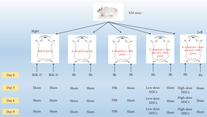 Mesenchymal Stem Cells Reduce Inflammation in a Mouse Model of Lyme Arthritis.