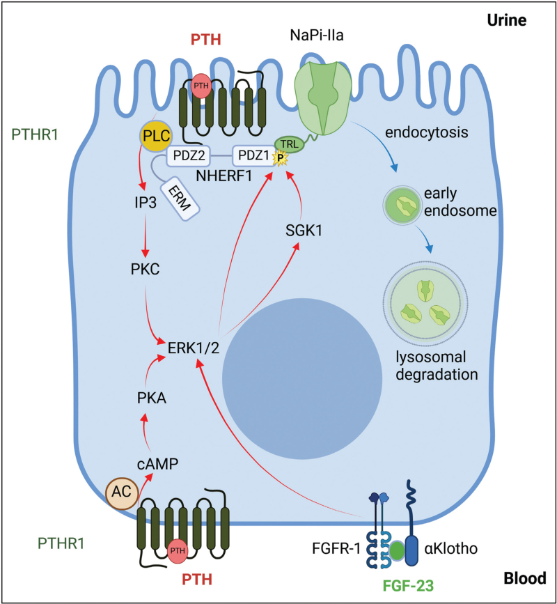 Updates on renal phosphate transport.
