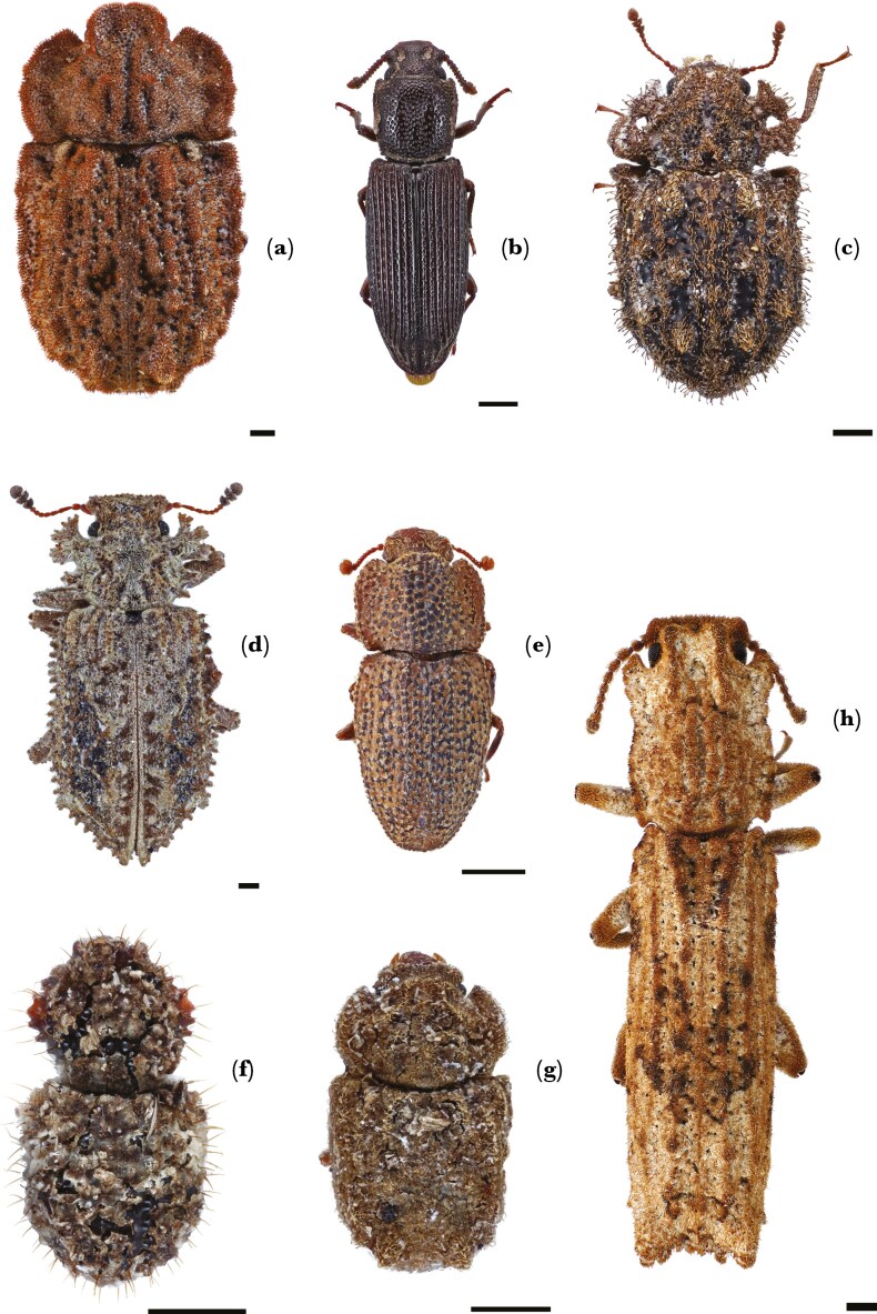 Passive debris cloaking in beetles provides non-visual camouflage against predatory ants.