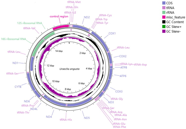 The complete mitochondrial genome of <i>Uraecha angusta</i> Pascoe, 1856 (Coleoptera: Cerambycidae) and its phylogenetic analyses.