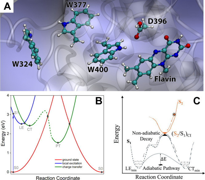 Fast-Track Signaling: A Non-Adiabatic Photoactivation Pathway in Plant Cryptochromes