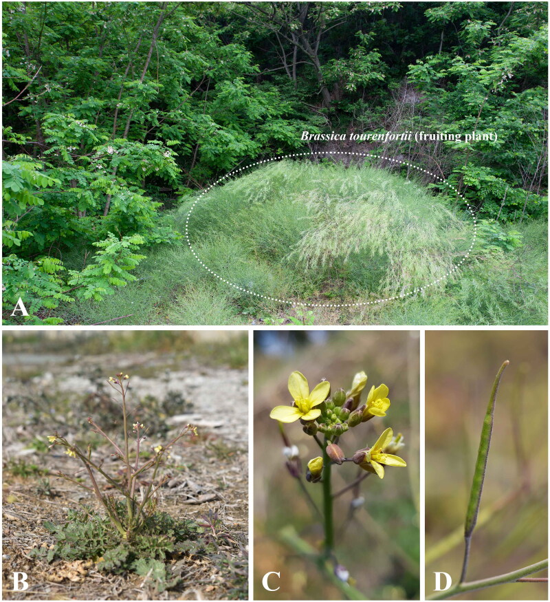 Chloroplast genome sequencing and phylogenetic analysis of <i>Brassica tournefortii</i> Gouan (Brassicaceae).