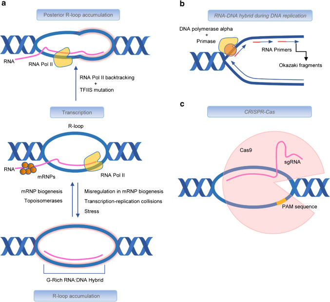 The relevance of RNA-DNA interactions as regulators of physiological functions.