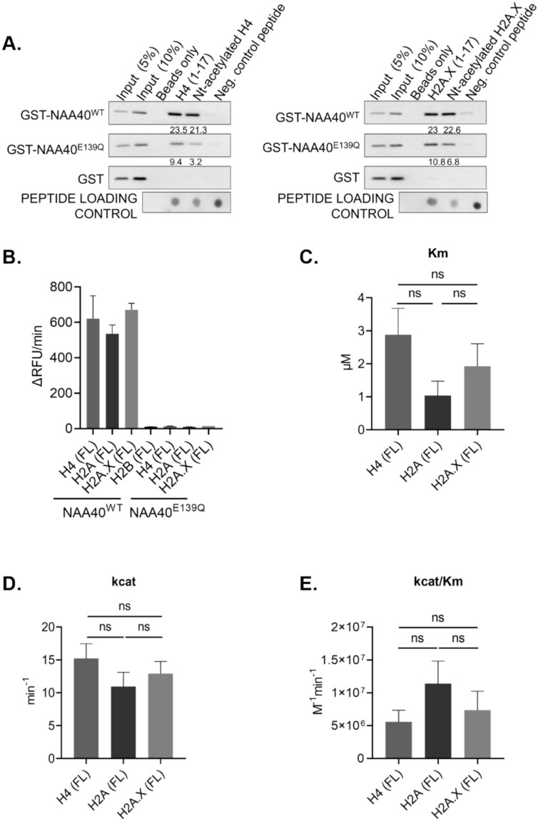 H2A.X N-terminal acetylation is a newly identified NAA40-mediated modification that is responsive to UV irradiation.