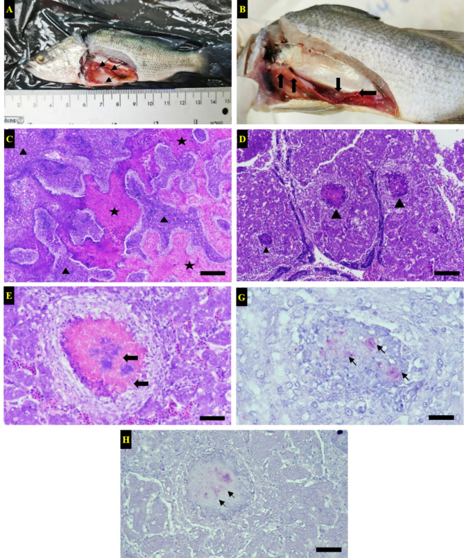 Pathogenicity and virulence of Aeromonas schubertii in farmed Asian seabass (Lates calcarifer) in Thailand.