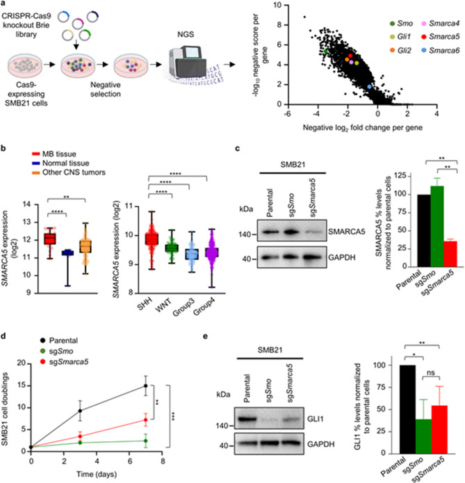 SMARCA5 is required for the development of granule cell neuron precursors and Sonic Hedgehog Medulloblastoma growth.